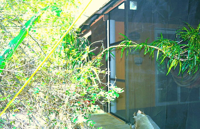 Jungle Like Oasis in San Ignacio - Secluded Cabaña Retreat Close To Mayan Ruins - Foto 19