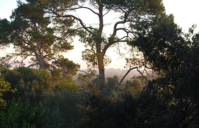 Finca Son Vivot - Photo 51