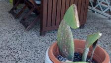 Sea beach relax - Foto 4