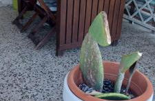 Sea beach relax - Foto 4