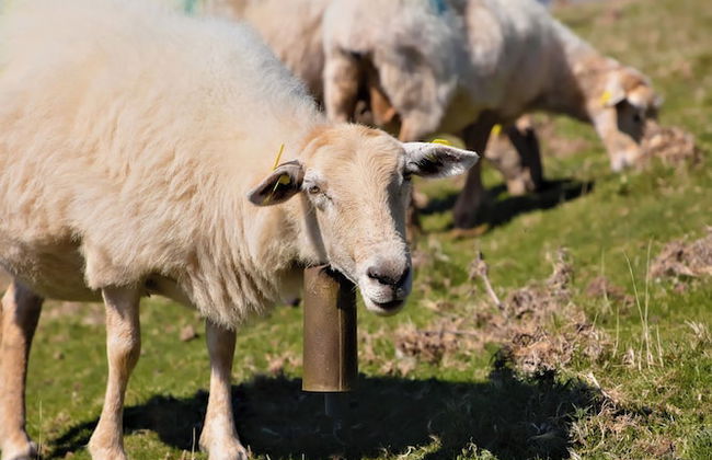 VVF Résidence Pays Basque Saint-Jean-Pied-de-Port - Foto 58