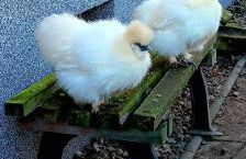 Fewo am grossen Bruch 2 - Foto 19