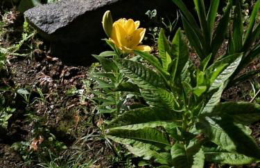 Casa do Pinheiro, Graciosa Island - Foto 12