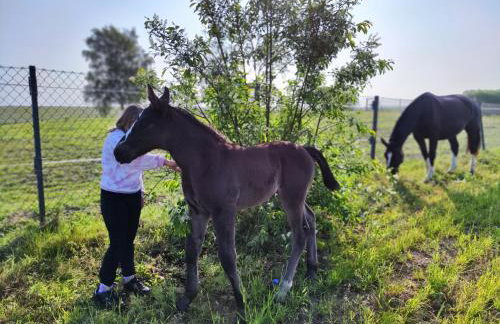 Vigor Horses - Foto 40