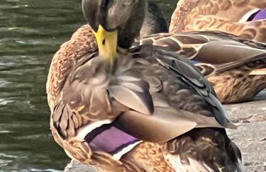 Apartament Ptasie Radio - Foto 28