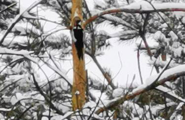 Ostoja Stacze - Foto 42