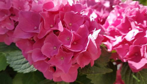 Apartments Silvija - Foto 3, Garden