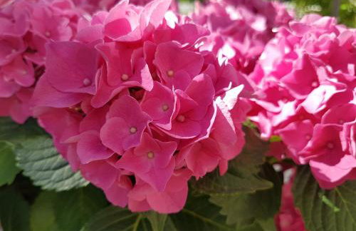 Apartments Silvija - Foto 3