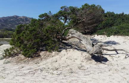 Villa Le Ginestre - Foto 9