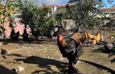 Paraiso Madeira - Suites - Foto 20