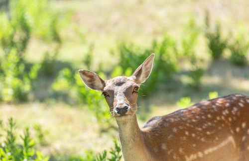 Azienda Agricola Club Le Cannelle - Foto 80