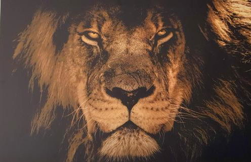 Cosmeahouse App. Durban - Foto 16