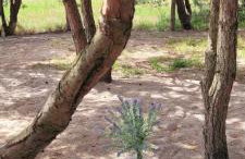 Apartament Szyszka w ogrodzie - Foto 37