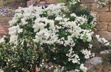 Casale dei mandorli - Foto 33