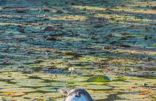 Kimberleyland Waterfront Holiday Park - Photo 80