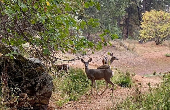 Luxury Nature Getaway Stone House by Casa Oso - Foto 48