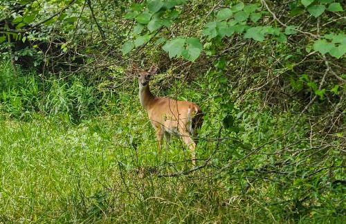 Meadows Edge Cabin - Foto 55