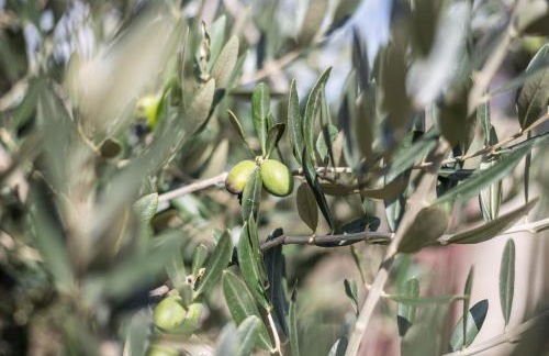 Gallo Fino - Foto 44