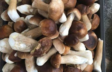 Jeleńczówka Alte Dorfschule - Foto 50