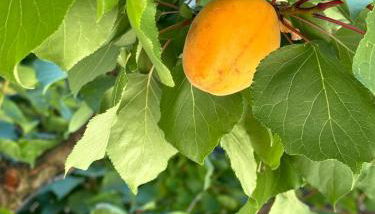 Albicocca - Foto 1, Garden view