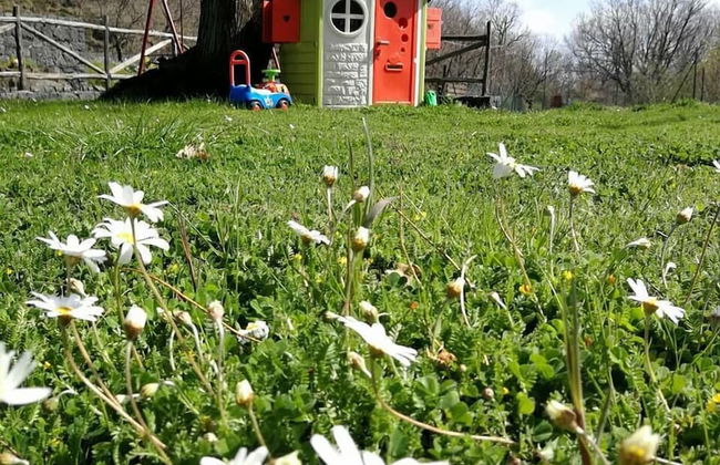 Viola nel Parco - Foto 53