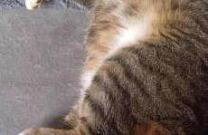 Noclegi Tomaszkowo - Photo 46