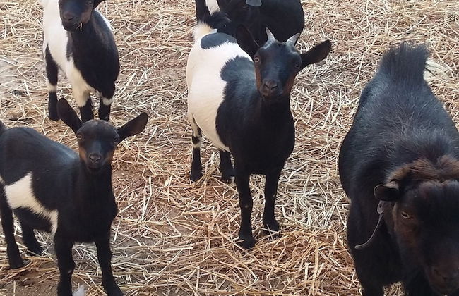 Agriturismo Fieri - Photo 22