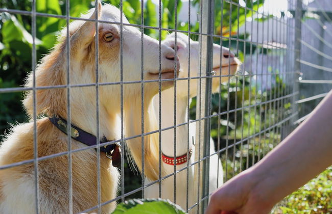 Blue Ocean Resort - Foto 30