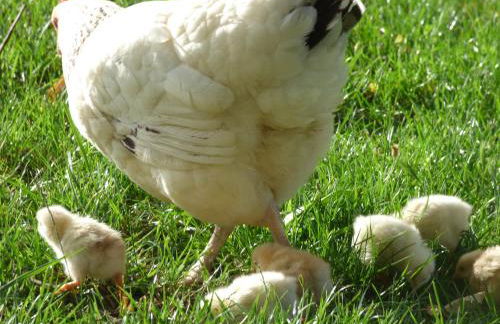 Domaine de la Borde - Foto 24