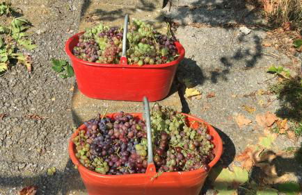 Agriturismo LaValleggia - Foto 115