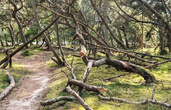 8 Person Holiday Home in Frederiksvaerk - Foto 29