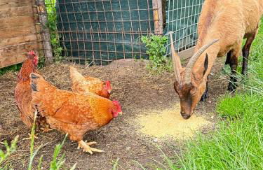 Metato con piscina e giardino - Foto 29