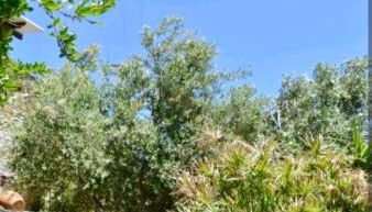 Πέτρινο - Foto 2, Garden