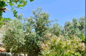 Πέτρινο - Foto 2