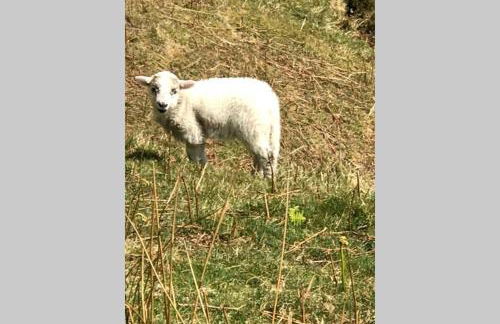 Combe-n-Sea - Foto 20