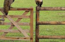 Ma roulotte adorée - Foto 10