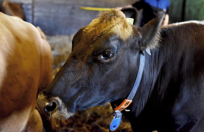 Breidamyri Farm Apartments - Foto 41