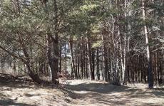 sosnowelowe - Foto 44