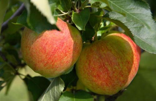 Ferienhof Berger UG - Foto 3