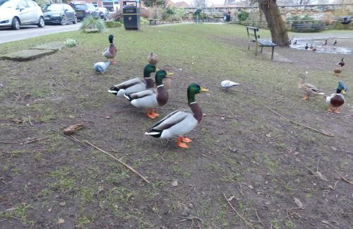 Duck Cottage - Foto 18