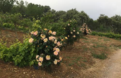 Holiday home Monte das Azinheiras - Foto 41