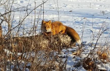 Talkeetna Fireweed cabin 2 - Foto 6