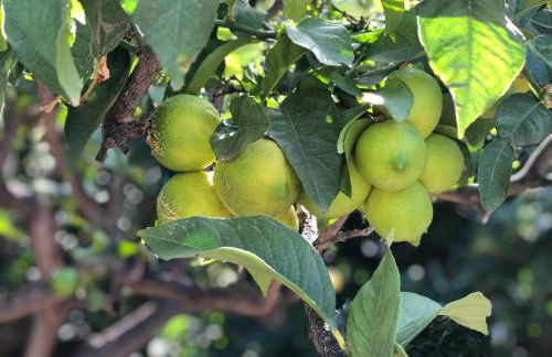 Casa Camino Tamadaba - Foto 54