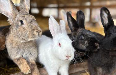 Farma Puchałowo - Foto 25