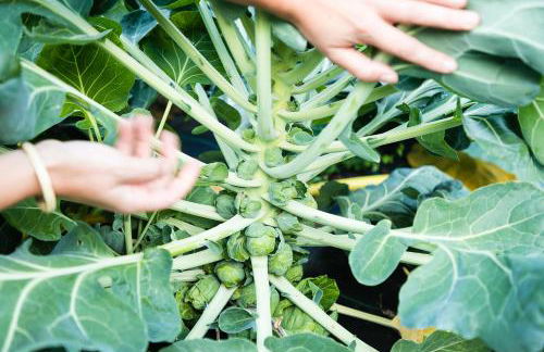 Le Moulin Des Aravis - Foto 38