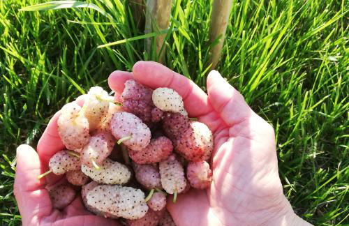 Agriturismo Masseria Cannella - Foto 32