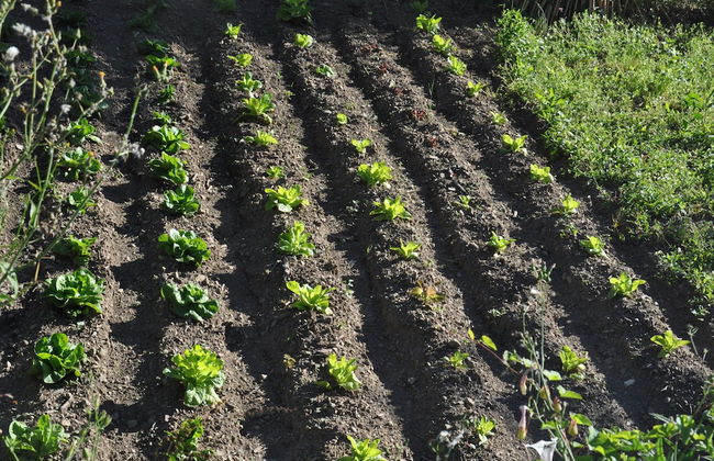 Oliva Azzurra - Foto 33