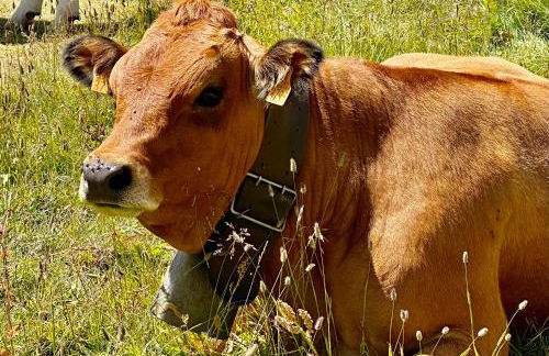 Chalet Les Cocales - Séjour et Nuitées - Appartement Pin Sylvestre - Foto 18