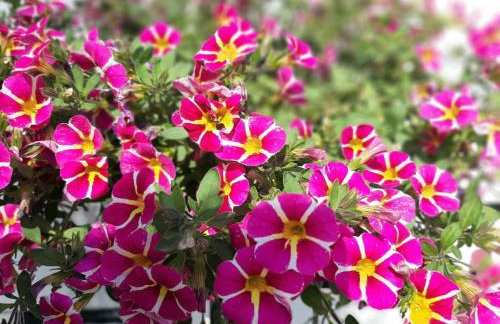 House Kokkalas on the beach - Photo 47