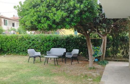 Helianthus - Photo 55